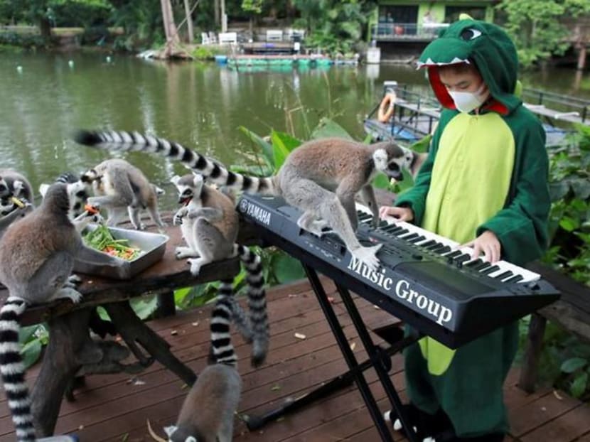 A lemur on my keyboard - Thai girl plays for animals in deserted zoo A lemur on my keyboard - Thai girl plays for animals in deserted zoo