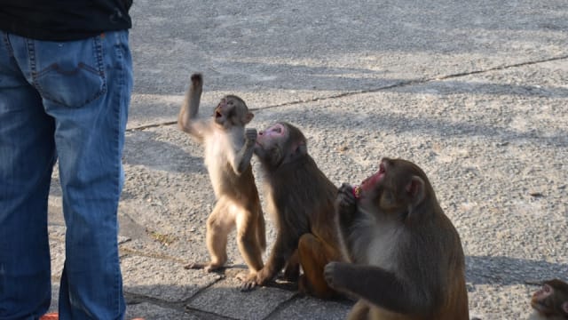 男子曾遭猴子袭击受伤 香港首宗人类感染猴疱疹病毒