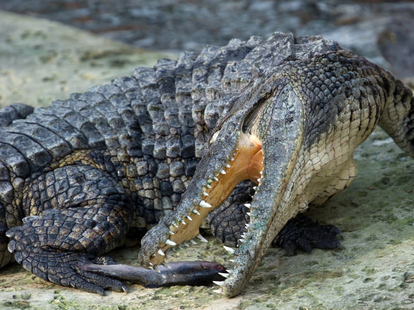 Nile crocodile skin discount