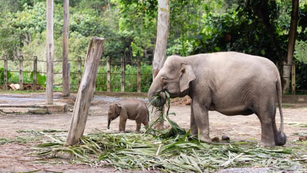 IN FOCUS: Protecting Sabah’s endangered elephants in the spotlight after handler gored to death