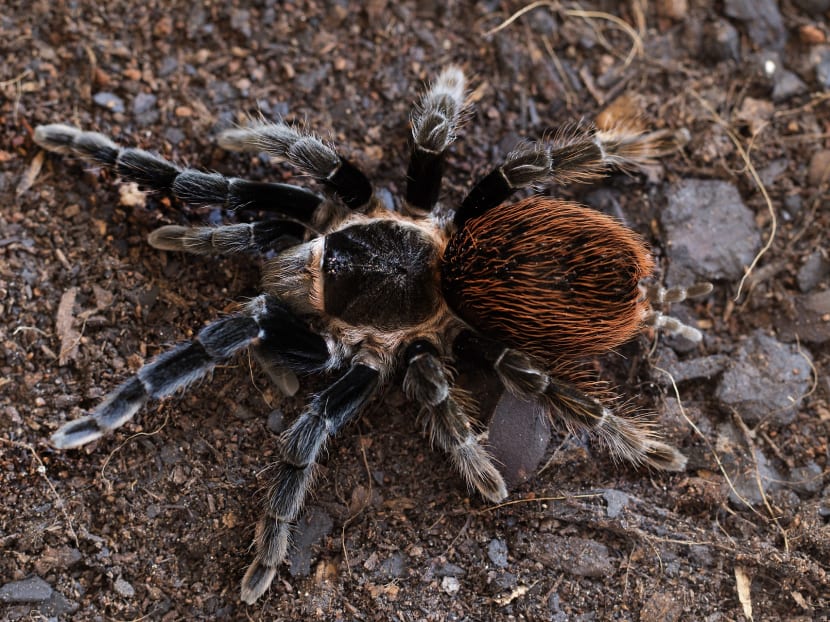 Andrew Chan Joo Seong illegally kept tarantulas such as the Mexican red rump in his home.