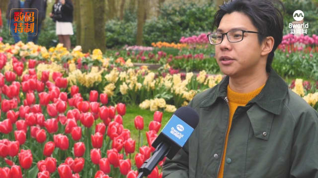 “梦幻郁金香”展览将登场 记者直击荷兰追踪郁金香开花过程