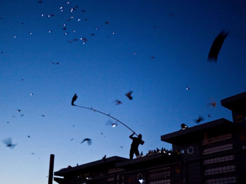 Gallery: 2,000 pigeons will put on a light show in Brooklyn