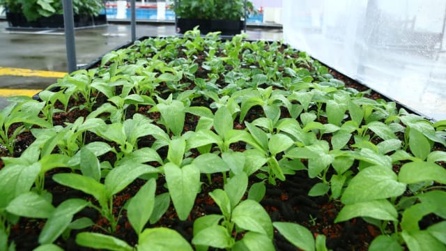 建屋局在组屋区推出社区园地 供民众租用种蔬果花草