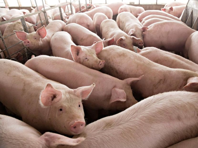 Frozen pork from Netherlands recalled after Salmonella outbreak