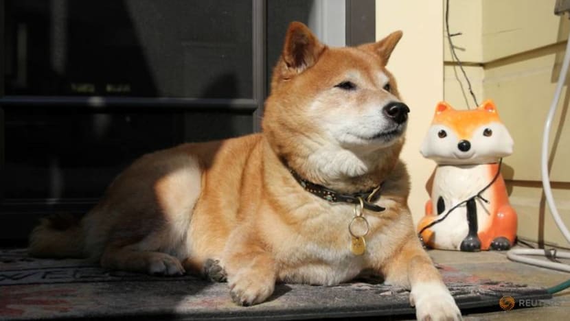 US regulators inch toward pet-insurance rules as Sir Purrs A Lot ails US regulators inch toward pet-insurance rules as Sir Purrs A Lot ails