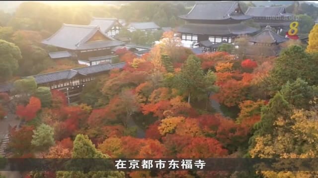 日本放宽防疫措施 再度吸引外国旅客前去欣赏秋景