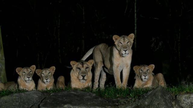 夜间野生动物园四头亚洲狮确诊冠病被隔离