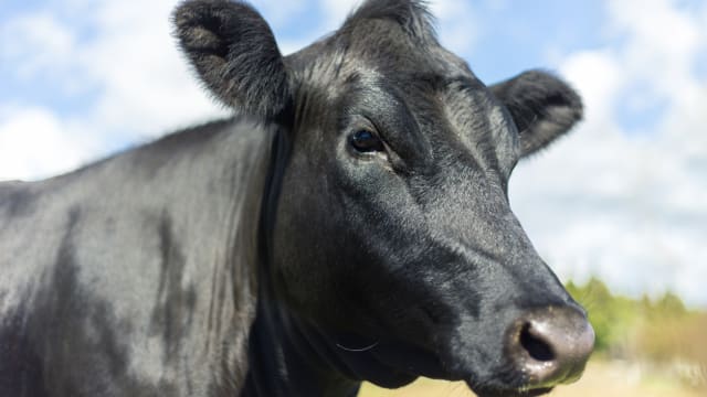 日本开发新技术 人工智能预测牛肉品质