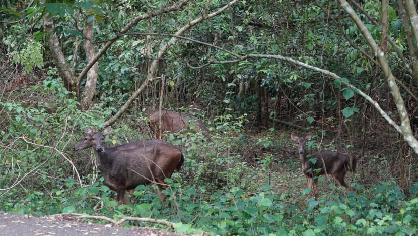 'It's like a thrill': More wildlife sightings in Singapore due to habitat change, people seeking out animals