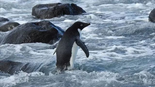 南极小企鹅迷了路 游逾3000公里到新西兰