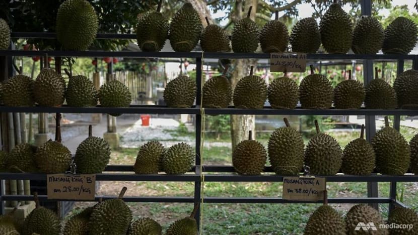 Covid durian ulu yam Durio
