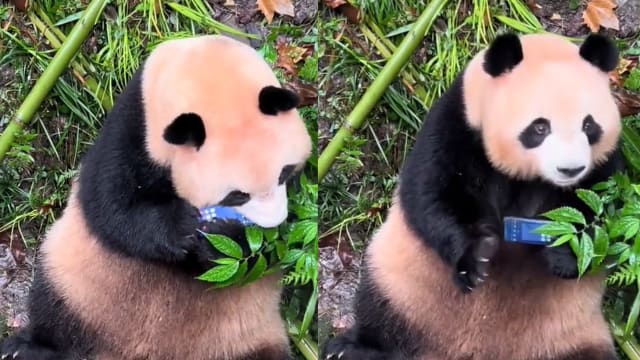 四川熊猫捡起掉落的手机就啃 周围游客：不要吃！