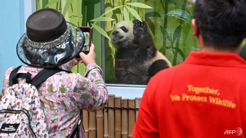 river safari panda viewing