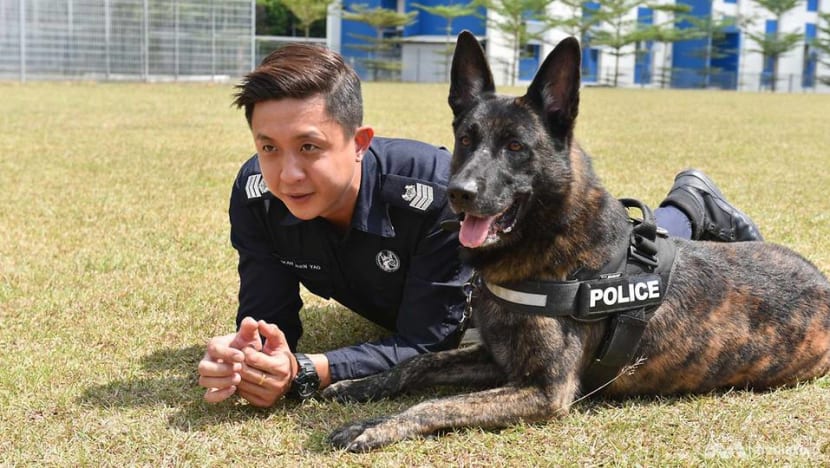 Retired k9 german shepherd top for adoption