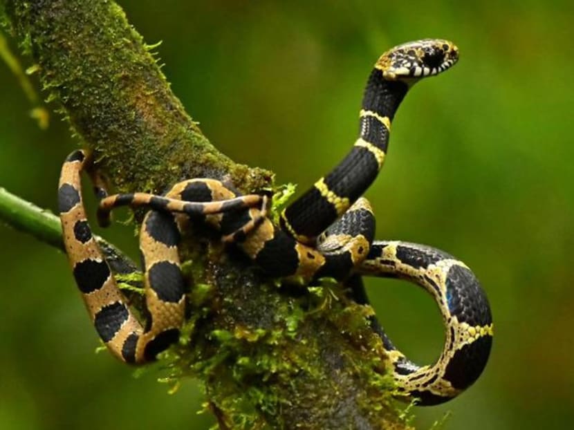 New and rediscovered species found in pristine Andes of Bolivia New and rediscovered species found in pristine Andes of Bolivia