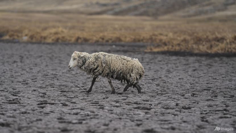 Lagoon dries up as drought grips Peru's southern Andes Lagoon dries up as drought grips Peru's southern Andes