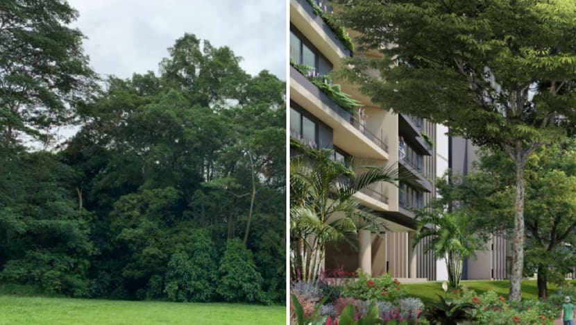 Commentary: Saving Dover Forest and the plight of the Singapore urban planner Commentary: Saving Dover Forest and the plight of the Singapore urban planner