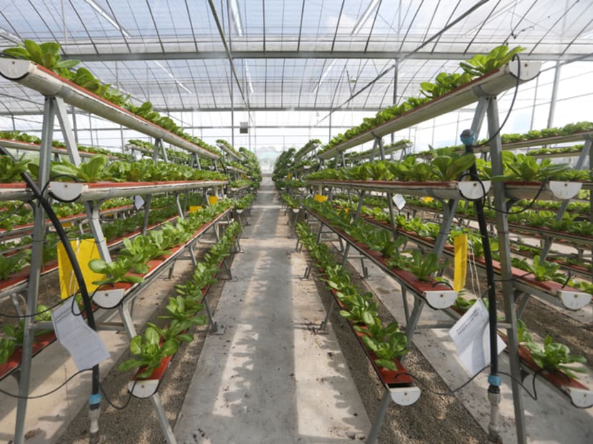 Kok Fah Technology Farm at Sungei Tengah in western Singapore uses techniques such as hydroponics to produce large amounts of fresh green vegetables.