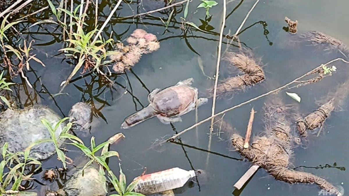 Puluhan kura-kura India mati diduga diracun