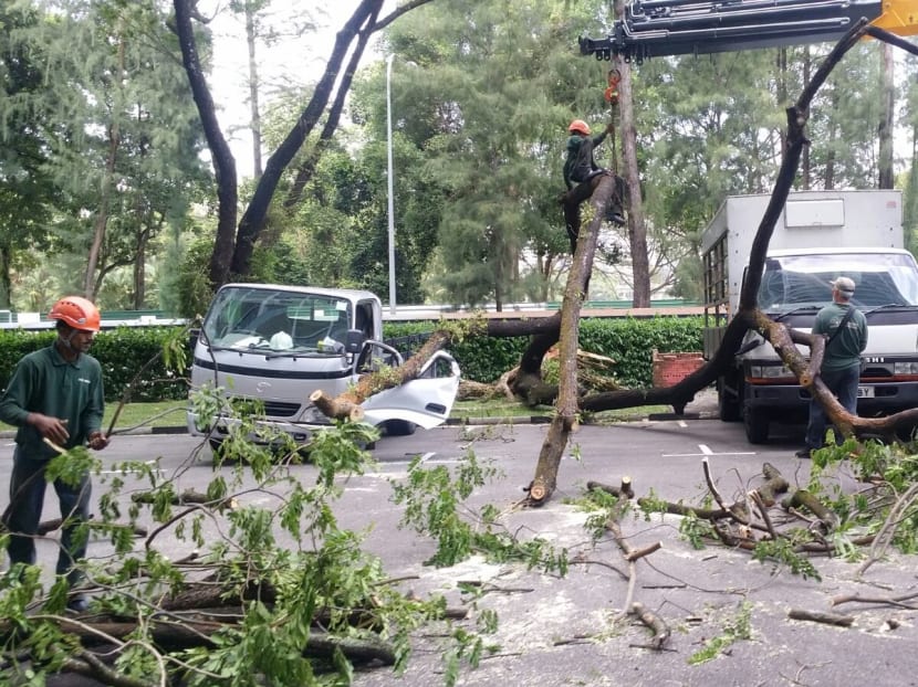 Workers are seen removing a tree which fell and injured a woman at the carpark of 134D Yuan Ching Road, Feb 13, 2017. Photo: TODAY Reader Contribution