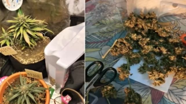 Cannabis abuse on the rise in Singapore: CNB | Video