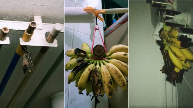 蝙蝠飞入大巴窑组屋单位 偷吃香蕉还倒挂打盹