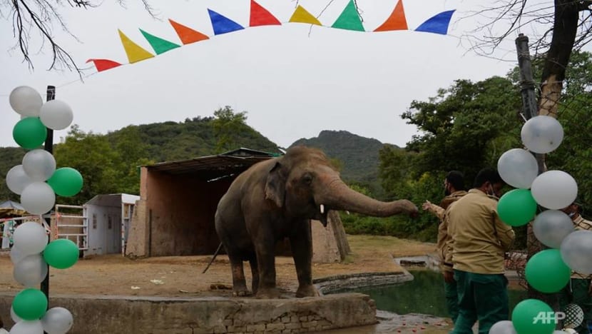 Kaavan, Pakistan's lonesome elephant, starts new life in Cambodia Kaavan, Pakistan's lonesome elephant, starts new life in Cambodia