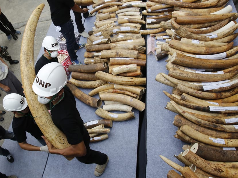 Thai officials carry seized ivory tusks to crushing machine in Bangkok, Thailand, Aug 26, 2015. Photo: AP