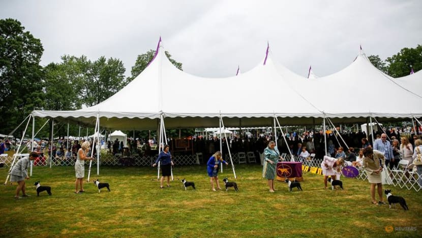 Top dog to be named at US Westminster show Top dog to be named at US Westminster show