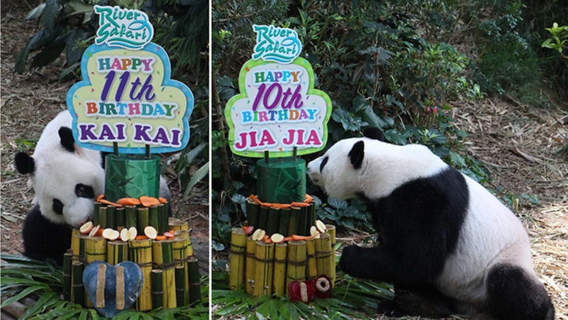 Kai Kai, Jia Jia sambut ulang tahun di River Safari