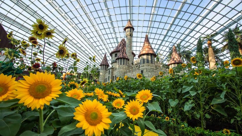 More than 10,000 sunflowers on display at Gardens by the Bay until Oct 21 More than 10,000 sunflowers on display at Gardens by the Bay until Oct 21