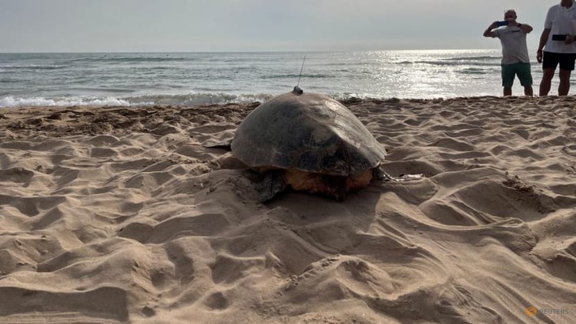 Two sea turtles nest on Spain's Mediterranean coast as waters warm