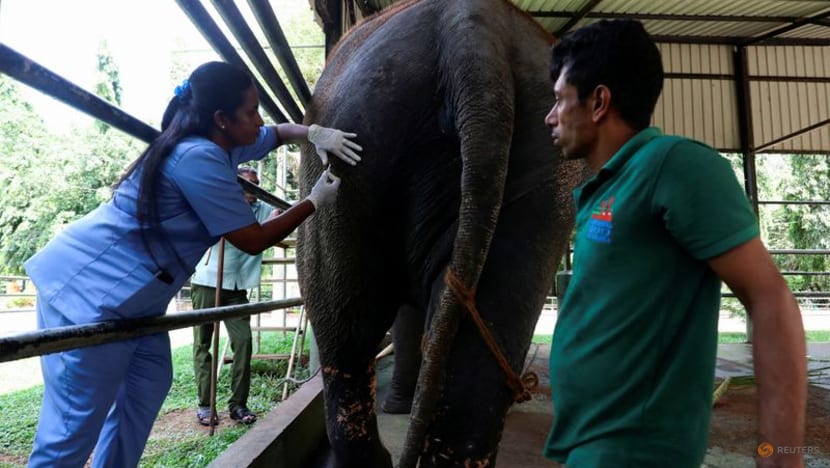 Sri Lanka readies ailing Thai elephant for flight home - CNA