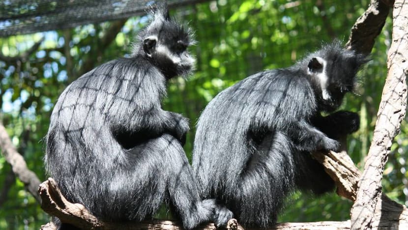 Six men arrested in Vietnam for killing, eating endangered monkey Six men arrested in Vietnam for killing, eating endangered monkey