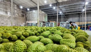 Vietnamese durian farmers face thorny issues that could threaten growing demand from China