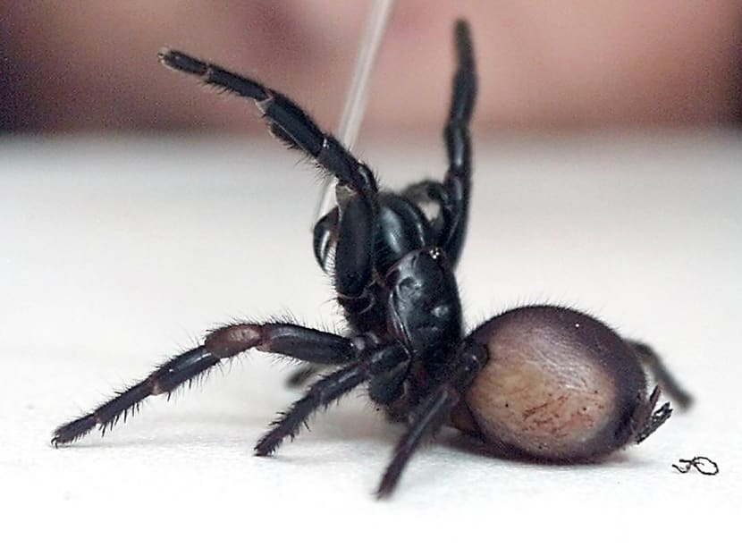 File photo taken on Oct 1, 2001 showing attempts to milk the venom from a deadly funnel-web spider at the Australian Reptile Park in Sydney. Photo: AFP