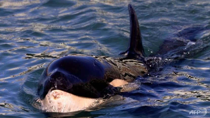 Race to find beached baby orca's mother in New Zealand