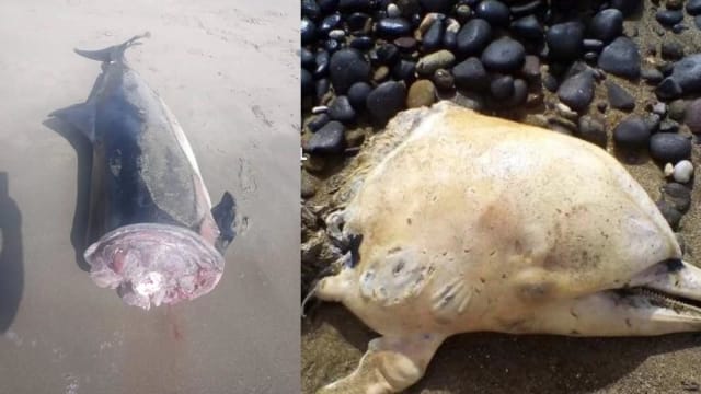 西班牙海域发现遭斩首海豚  身上被刻字