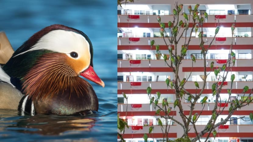 Commentary: Should we be worried about mandarin ducks and parakeets squeezing out Singapore’s native birds? Commentary: Should we be worried about mandarin ducks and parakeets squeezing out Singapore’s native birds?