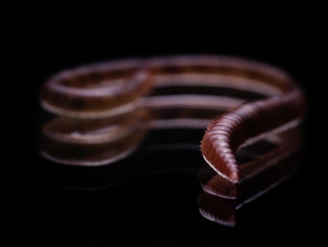 An Eisenia fetida, commonly known as an earthworm, is pictured in Paris on March 1, 2023.