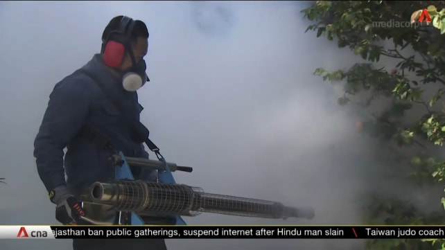 Pest control companies see rise in demand for services due to ongoing dengue outbreak | Video