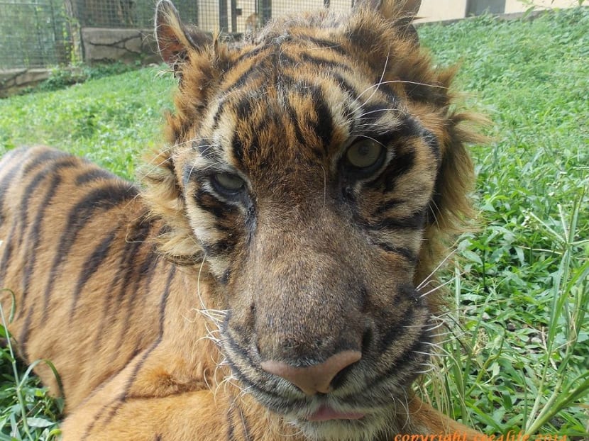 Close up photo taken of Melani in Surabaya Zoo. Photo: Cee4life's Facebook page