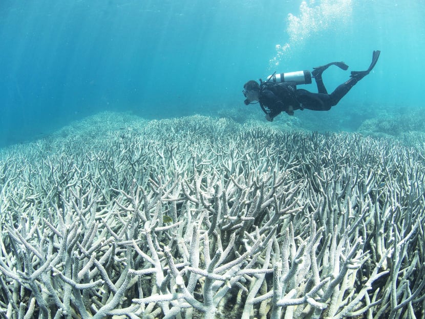 Australia's iconic Great Barrier Reef is suffering its worst coral bleaching ever recorded with 93 per cent impacted by climate change. Photo: AFP PHOTO: AFP
