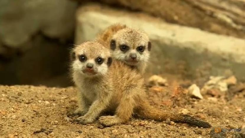Thai zoo welcomes 4 meerkat babies Thai zoo welcomes 4 meerkat babies