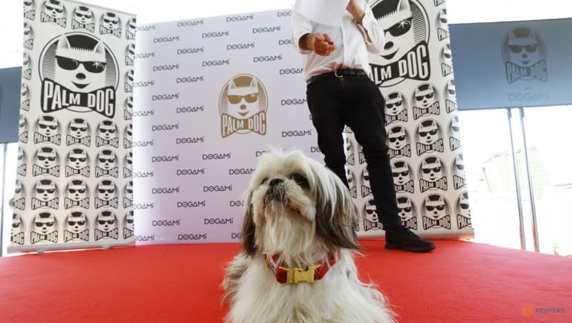 'Anatomy of a Fall' border collie fetches Cannes Palm Dog in fiercest contest yet