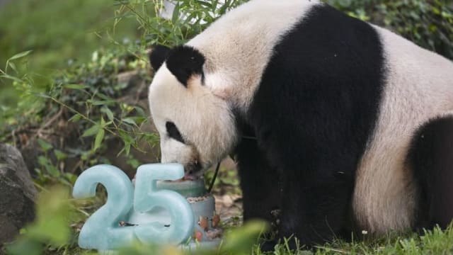 旅美大熊猫“美香” 欢庆25岁生日