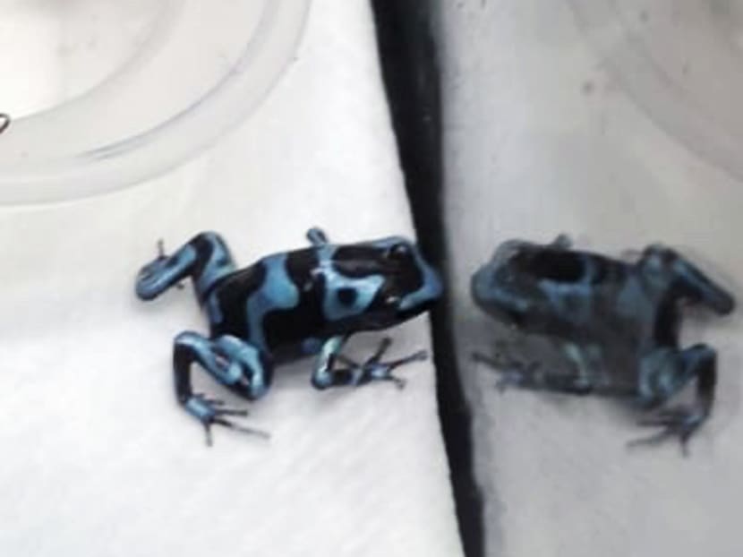 One of the poison dart frogs Jonathan Wong Kai Kit wanted to keep as a pet. One of the poison dart frogs Jonathan Wong Kai Kit wanted to keep as a pet.