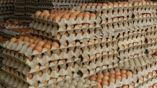 Kekurangan bekalan telur ayam di M'sia bersifat sementara 