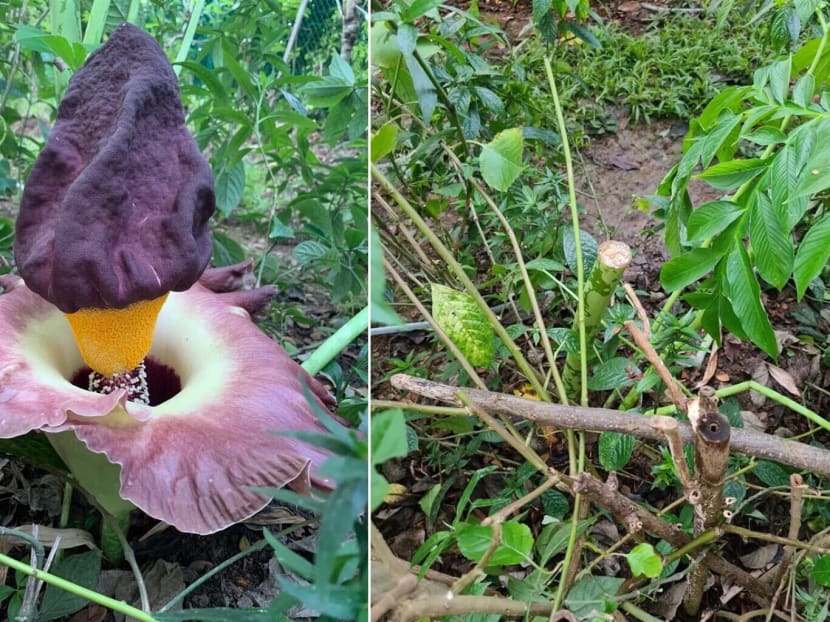 The elephant foot yam flower (left) and its stem (right) after it was removed.